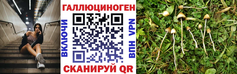 Псилоцибиновые грибы Cubensis  Ивдель 